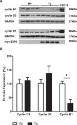 GAPDH Loading Control Antibody in Western Blot (WB)