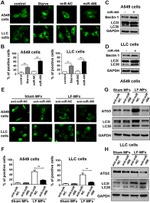 GAPDH Loading Control Antibody in Western Blot (WB)