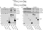 GAPDH Antibody in Western Blot (WB)