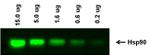 Rabbit IgG (H+L) Highly Cross-Adsorbed Secondary Antibody in Western Blot (WB)