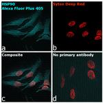 Goat anti-Rabbit IgG (Heavy chain) Superclonal™ Secondary Antibody, Alexa Fluor™ Plus 405