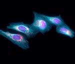 Goat anti-Rat IgG (H+L) Highly Cross-Adsorbed Secondary Antibody, Alexa Fluor™ Plus 405