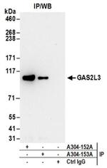 GAS2L3 Antibody in Western Blot (WB)