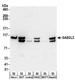 GAS2L3 Antibody in Western Blot (WB)