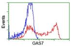 GAS7 Antibody in Flow Cytometry (Flow)