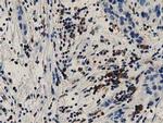 GAS7 Antibody in Immunohistochemistry (Paraffin) (IHC (P))