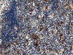 GAS7 Antibody in Immunohistochemistry (Paraffin) (IHC (P))