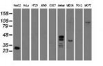 GAS7 Antibody in Western Blot (WB)