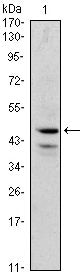 GATA1 Monoclonal Antibody (4G1)