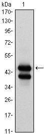 GATA1 Antibody in Western Blot (WB)