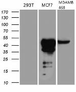 GATA3 Antibody in Western Blot (WB)