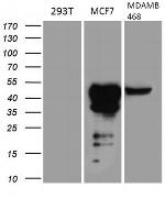 GATA3 Antibody in Western Blot (WB)