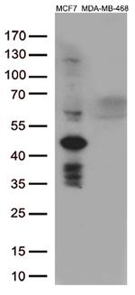 GATA3 Antibody in Western Blot (WB)