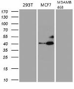 GATA3 Antibody in Western Blot (WB)