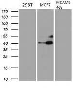 GATA3 Antibody in Western Blot (WB)