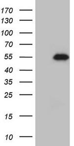 GATA3 Antibody in Western Blot (WB)