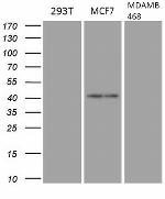 GATA3 Antibody in Western Blot (WB)