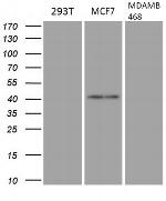 GATA3 Antibody in Western Blot (WB)