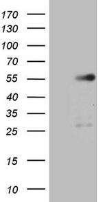 GATA3 Antibody in Western Blot (WB)