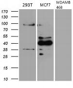 GATA3 Antibody in Western Blot (WB)