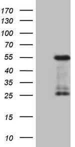 GATA3 Antibody in Western Blot (WB)