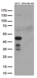 GATA3 Antibody in Western Blot (WB)