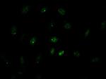 GATA4 Antibody in Immunocytochemistry (ICC/IF)