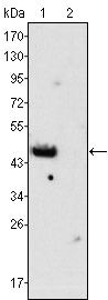 GATA4 Monoclonal Antibody (6H10)