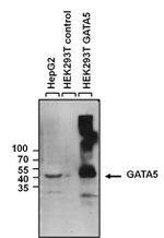 GATA5 Antibody in Western Blot (WB)