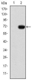 GATA5 Monoclonal Antibody (1B11)