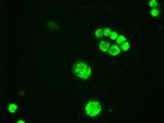 GATA6 Antibody in Immunocytochemistry (ICC/IF)