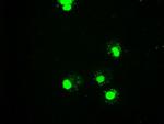 GATA6 Antibody in Immunocytochemistry (ICC/IF)