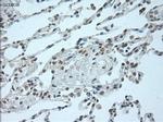 GATA6 Antibody in Immunohistochemistry (Paraffin) (IHC (P))