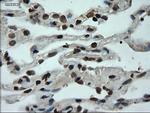 GATA6 Antibody in Immunohistochemistry (Paraffin) (IHC (P))