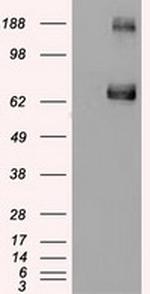GATA6 Antibody in Western Blot (WB)