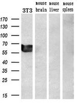 GATA6 Antibody in Western Blot (WB)