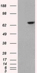 GATA6 Antibody in Western Blot (WB)