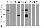 GATM Antibody in Western Blot (WB)