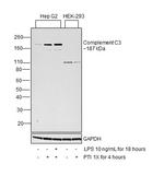 Complement C3a Monoclonal Antibody (K13/16-5.7)