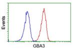 GBA3 Antibody in Flow Cytometry (Flow)