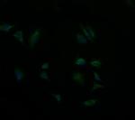 GBAS Antibody in Immunocytochemistry (ICC/IF)