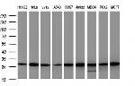 GBAS Antibody in Western Blot (WB)