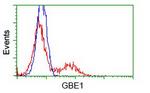 GBE1 Antibody in Flow Cytometry (Flow)