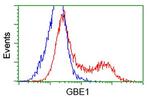 GBE1 Antibody in Flow Cytometry (Flow)