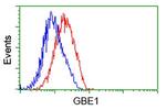 GBE1 Antibody in Flow Cytometry (Flow)