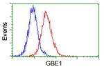 GBE1 Antibody in Flow Cytometry (Flow)