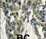 GBL Antibody in Immunohistochemistry (IHC)