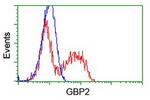 GBP2 Antibody in Flow Cytometry (Flow)