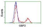 GBP2 Antibody in Flow Cytometry (Flow)