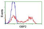 GBP2 Antibody in Flow Cytometry (Flow)